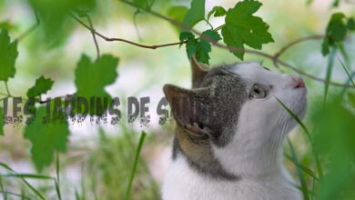 Photo of Piante di ragno e gatti: perché i gatti mangiano le foglie delle piante di ragno e può essere dannoso?