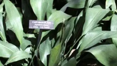 Photo of Piante in ghisa: informazioni su come coltivare una pianta in ghisa