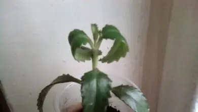 Photo of Piante in vaso a riccioli – Cosa fare con le foglie di piante da appartamento a riccioli