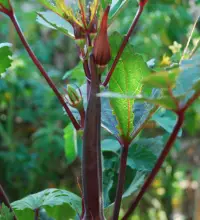 Photo of Piante ornamentali di gombo: consigli per la coltivazione del gombo in vaso e in aiuola