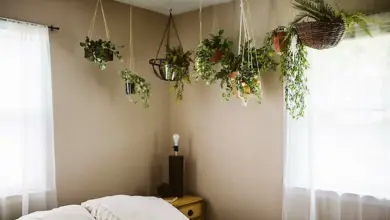 Photo of Piante per la mia camera da letto – Consigli per la coltivazione di piante da appartamento in camera da letto
