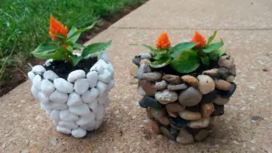 Photo of Pietre incollate al terreno: come rimuovere le pietre dalle piante in vaso