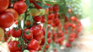 Photo of Pomodori a clima caldo: come coltivare i pomodori in climi caldi