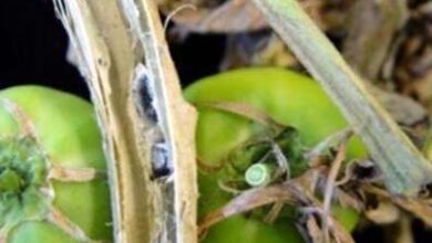 Photo of Pomodori con marciume del gambo di Sclerotinia – Come trattare il marciume del gambo di Sclerotinia dei pomodori