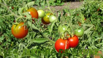 Photo of Pomodori per climi aridi – Tipi di pomodoro resistenti alla siccità e al calore