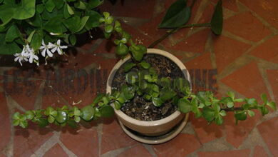 Photo of Potatura delle piante di giada: Consigli per la potatura delle piante di giada