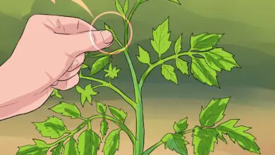 Photo of Potatura delle piante di pomodoro – Consigli per la rimozione delle foglie dalle piante di pomodoro