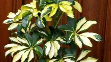 Photo of Potatura delle piante di Schefflera : Consigli per la potatura degli impianti di Schefflera