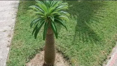 Photo of Prendersi cura della palma malgascia: come far crescere la palma malgascia in casa
