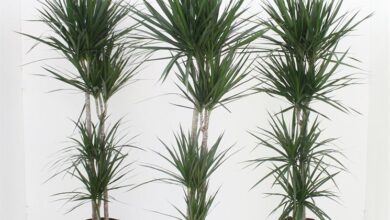 Photo of Problemi comuni di Dracena – Cosa c’è che non va nella mia pianta di Dracena?