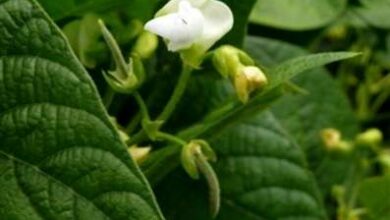 Photo of Problemi con i fiori di fagiolo: perché i fiori di fagiolo cadono senza fare baccelli