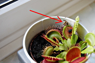 Photo of Problemi delle piante carnivore: perché una pianta in vaso non ha un vaso