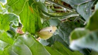 Photo of Problemi di crescita dei broccoli: informazioni sulle malattie e sui parassiti comuni dei broccoli