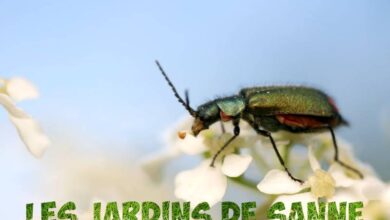 Photo of Problemi di cumino in giardino – Malattie del cumino e controllo dei parassiti