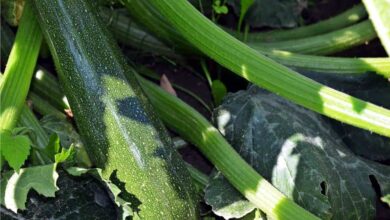 Photo of Problemi nella coltivazione delle zucchine: Problemi nella coltivazione delle zucchine