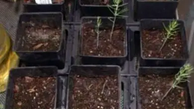 Photo of Propagazione degli asparagi: imparare a propagare gli asparagi