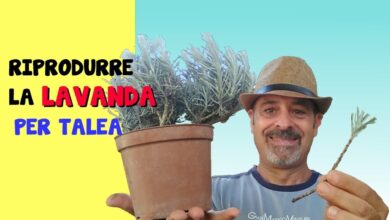 Photo of Propagazione della lavanda: consigli per radicare le talee di lavanda