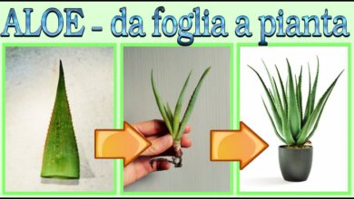 Photo of Propagazione di Aloe Vera Seeds – Come coltivare l’Aloe da semi