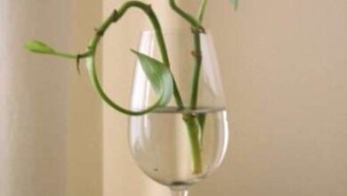 Photo of Propagazione di Pothos : Come propagare un Pothos