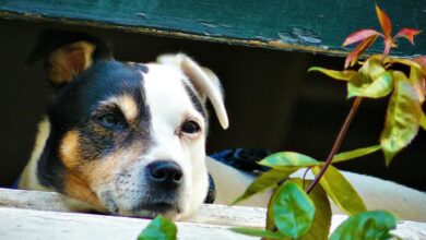 Photo of Proteggere il vostro animale domestico: identificare le piante velenose nella vostra casa