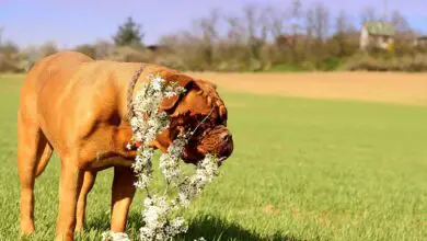 Photo of Proteggere le piante dai cani: tenere i cani lontano dalle piante da giardino