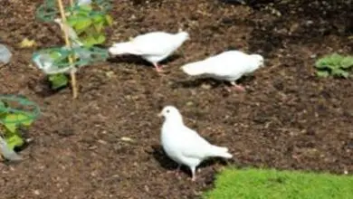 Photo of Protezione degli uccelli da seme: impedire agli uccelli di mangiare le piantine