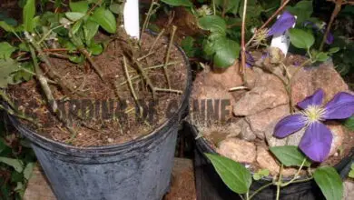 Photo of Protezione delle piante in vaso: consigli per proteggere le piante in vaso dagli animali