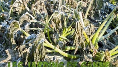 Photo of Protezione delle zucchine: Protezione delle zucchine dal gelo e dai parassiti