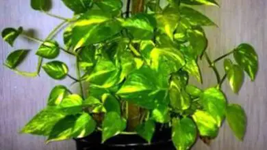 Photo of Quali piante umidificano l’aria: per saperne di più sulle piante d’appartamento che aumentano l’umidità.