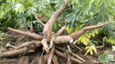 Photo of Raccogliere la pianta di tapioca – Come raccogliere una pianta di tapioca