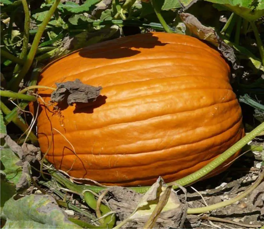 Raccogliere la zucca invernale Come e quando raccogliere la zucca