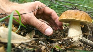 Photo of Raccolta dei funghi: come raccogliere i funghi in casa