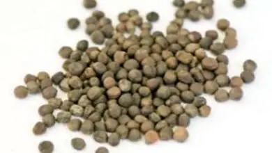 Photo of Raccolta dei semi di cavolfiore: da dove vengono i semi di cavolfiore?