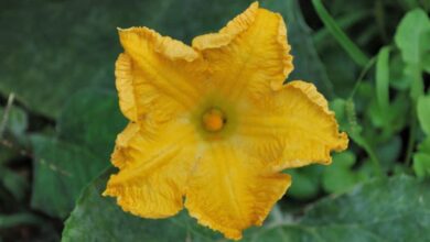 Photo of Raccolta della zucca – Come e quando raccogliere i fiori di zucca