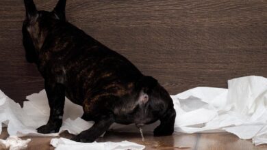 Photo of Repellenti naturali per cani fatti in casa