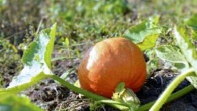 Photo of Requisiti dei fertilizzanti per zucca: Guida all’alimentazione delle piante di zucca