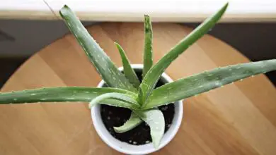 Photo of Requisiti idrici dell’Aloe Vera – Innaffiare una pianta di Aloe Vera nel modo giusto