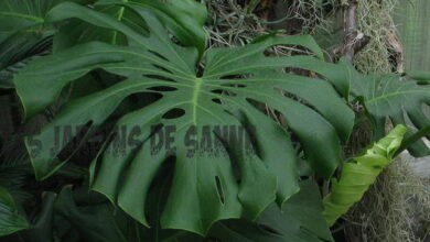 Photo of Rinvaso dei caseifici: come e quando rinvasare il Monstera