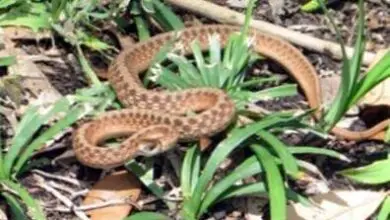 Photo of Sbarazzarsi dei serpenti da giardino – Come tenere i serpenti fuori dal giardino per sempre