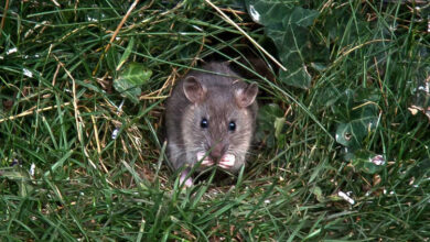 Photo of Sbarazzarsi dei topi da giardino – Suggerimenti per controllare e scoraggiare i topi da giardino