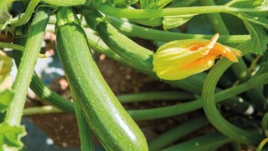Photo of Scambi di verdure – Informazioni per l’interramento di fiori e verdure