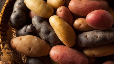 Photo of Semi di patata germogliati – Per saperne di più sul disossamento delle patate
