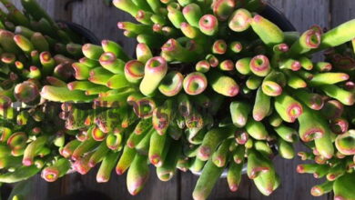 Photo of Separare le piante di giada – Imparare quando dividere le piante di giada