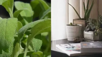 Photo of Si possono coltivare piante d’appartamento insieme? – Suggerimenti per la coltivazione di piante d’appartamento da compagnia