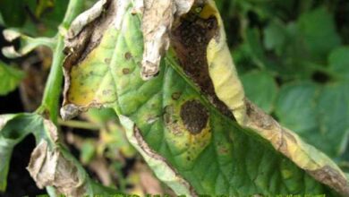 Photo of Sintomi della melanzana peronospora precoce – Come trattare la melanzana peronospora precoce