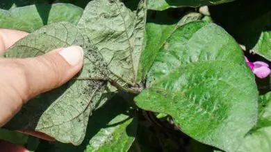 Photo of Sintomi dell’antracnosi nei fagioli – Gestione dell’antracnosi nelle piante di fagioli in giardino