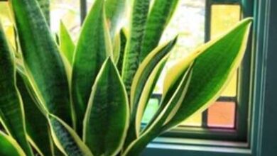 Photo of Snake Plant Info – Come coltivare e curare le piante di serpente