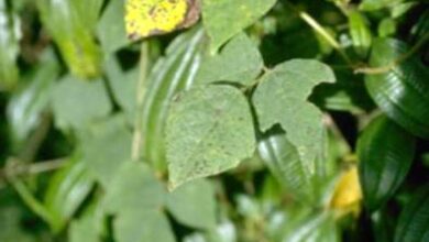 Photo of Southern Pea Rust Disease: imparare a trattare la ruggine dei piselli