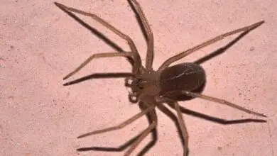 Photo of Spider Spread: imparare a radicare i ragni bambino ragno