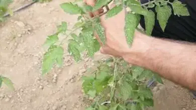 Photo of Steli di pomodoro ammaccati: per saperne di più sulla crescita bianca delle piante di pomodoro